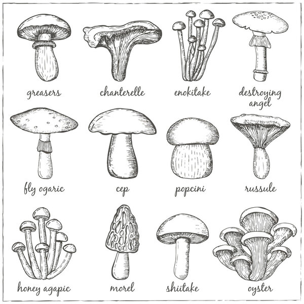 mushrooms  collection for design menus