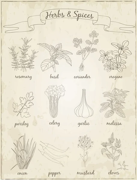 Conjunto de hierbas y especias — Archivo Imágenes Vectoriales