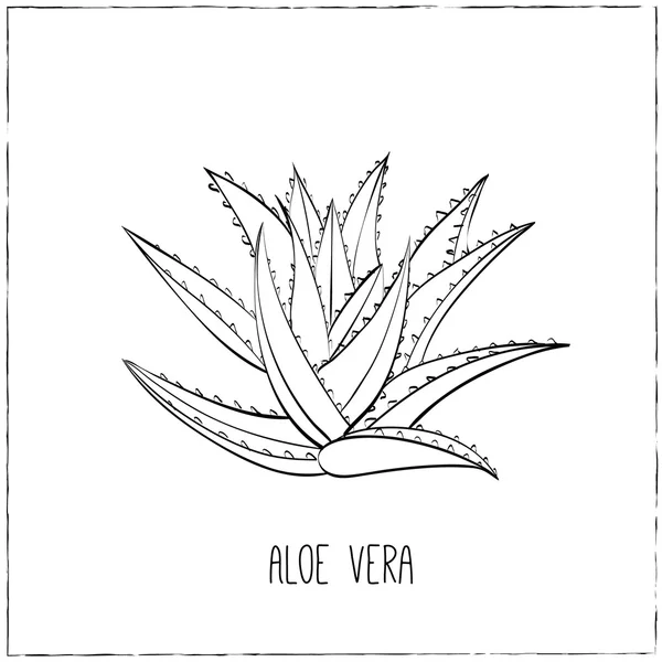 -Ručně tažené Aloe Vera. — Stockový vektor