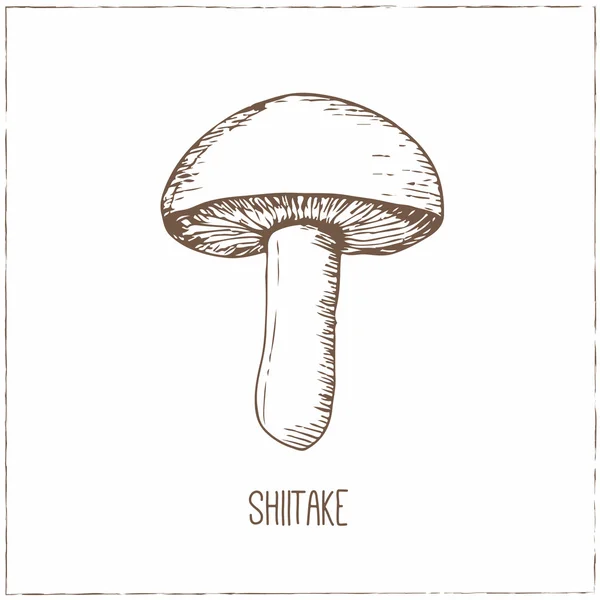 Coleção de cogumelos. Shiitake. . — Vetor de Stock