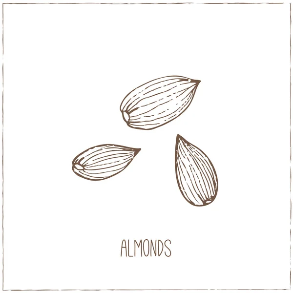 Fındık. Çizimler. El-çizim.