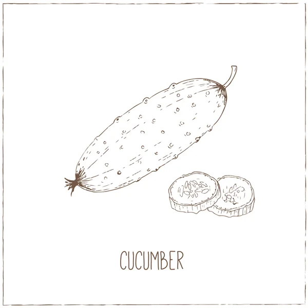 Cucumber.  Healthy vegetarian food. — Stock Vector