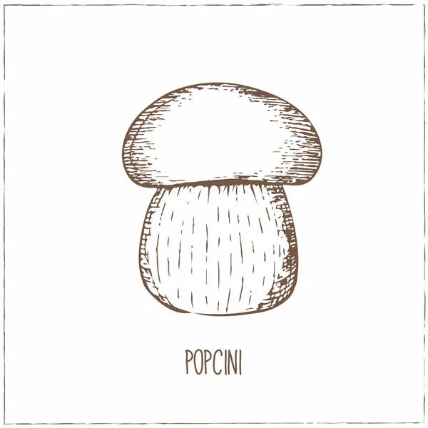 Pilze sammeln. Popcini. — Stockvektor