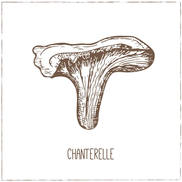 Coleção de cogumelos. Chanterelle. . — Vetor de Stock