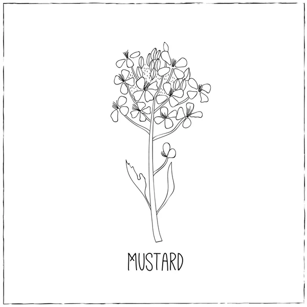 Flor de mostarda desenhada à mão . — Vetor de Stock