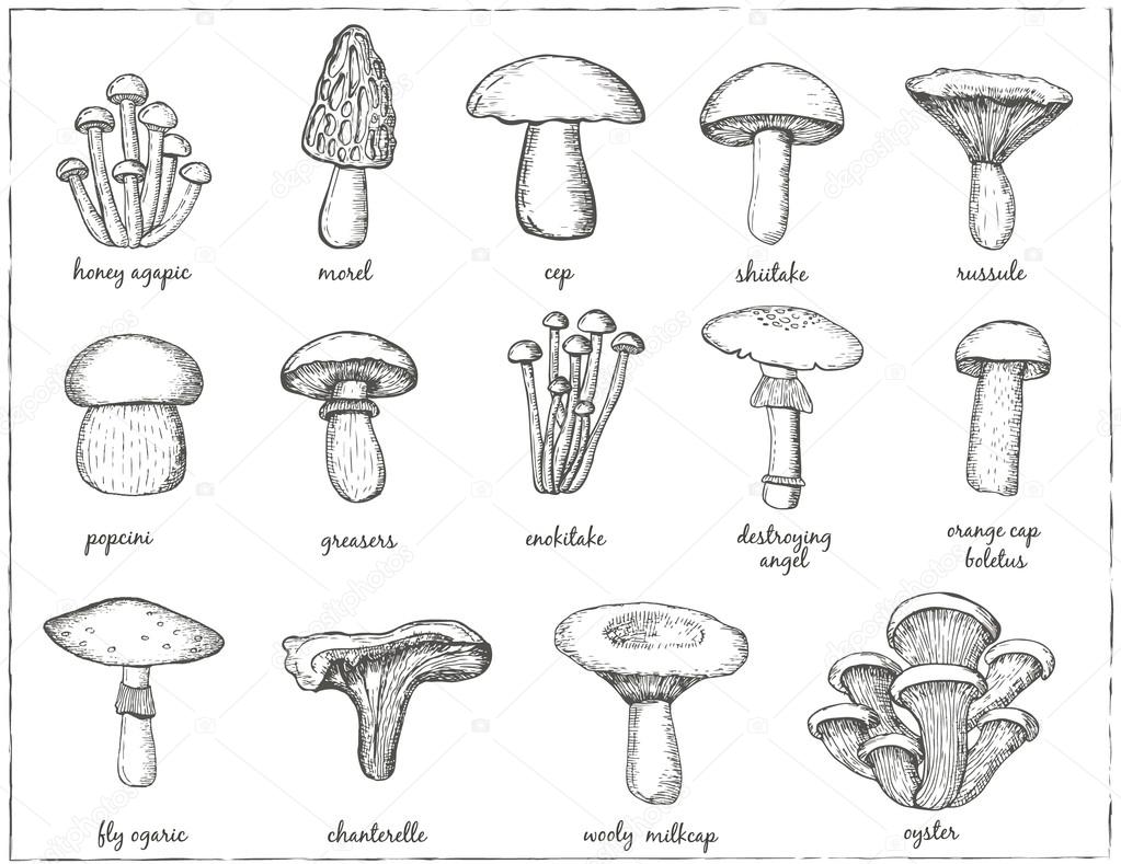 mushrooms  collection for design menus