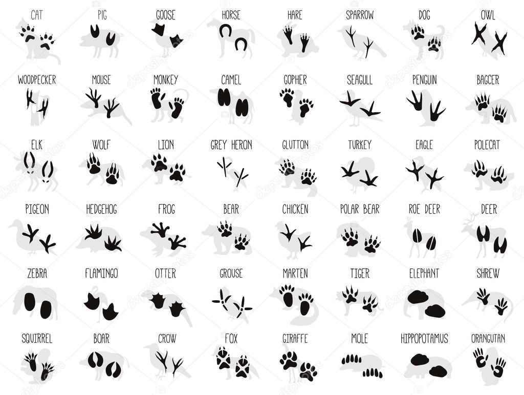 Printable Animal Footprints