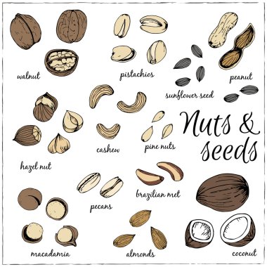 Fındık toplama çizimler. Çizimler. 