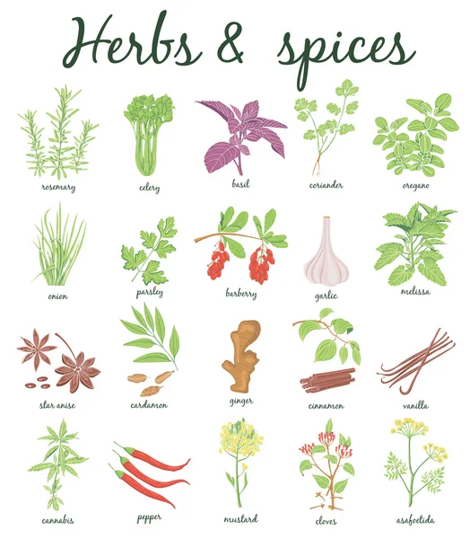 Herbs and Spices set. — Stock Vector