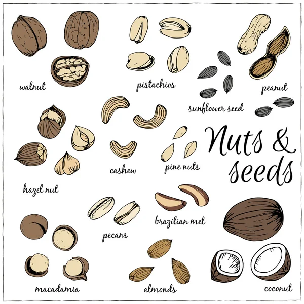 Fındık toplama çizimler. Çizimler. 