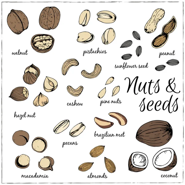 Desenhos de coleção de nozes. Esboços . — Vetor de Stock
