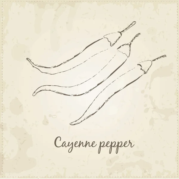 Poivre de Cayenne sur vieux papier — Image vectorielle