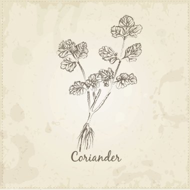 Kişniş eski kağıt üzerinde