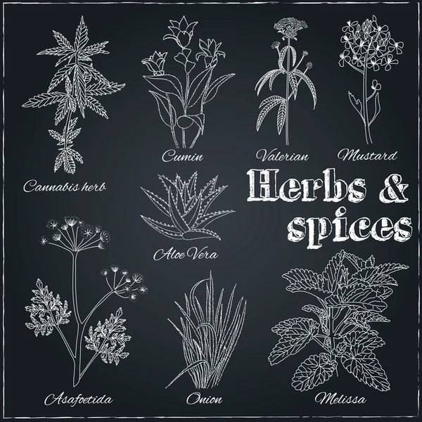 Set with Herbs and Spices — Stock Vector