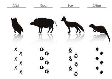 Animals and Birds Trails with Name.