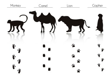 Animals and Birds Trails with Name.