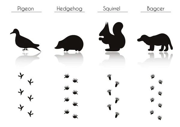 Animals and Birds Trails with Name — Stockvector