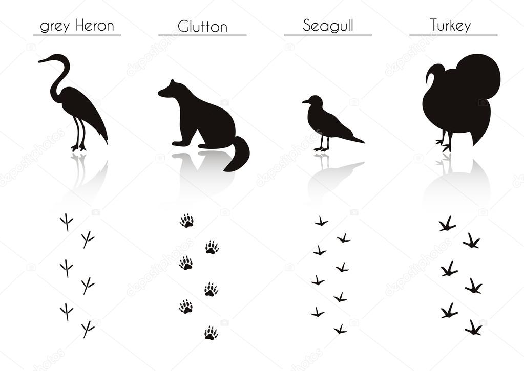 Animals and Birds Trails with Name. Stock Vector Image by ©Fafarumba  #91944154