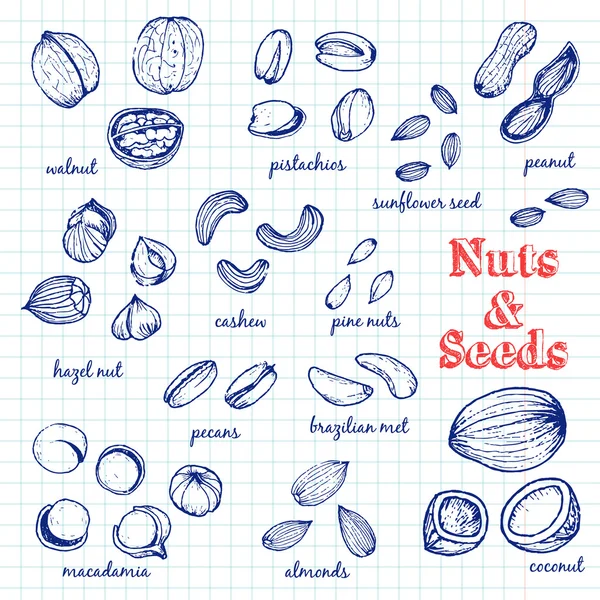 Fındık ve tohumlar