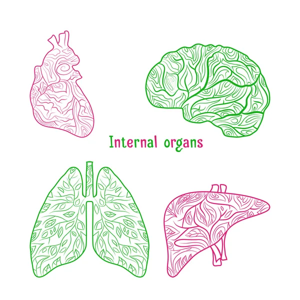 Organes internes dessinés à la main . — Image vectorielle