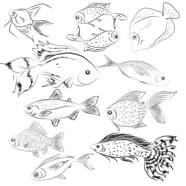 Tek renkli görüntüler balık