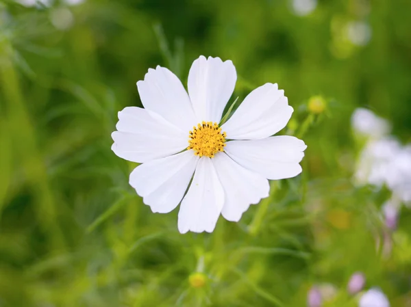 Graden에서 흰색 코스모스 꽃 — 스톡 사진