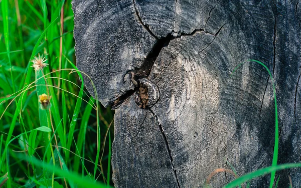 Texture del legno — Foto Stock