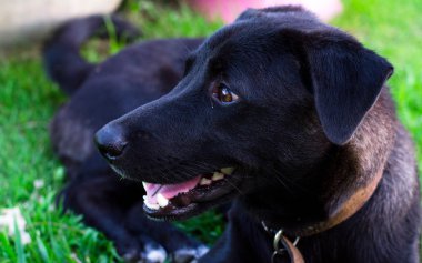 Siyah köpek, en iyi arkadaşım