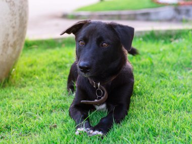 Siyah köpek, en iyi arkadaşım