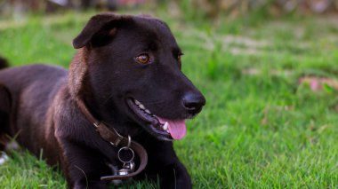 Siyah köpek, en iyi arkadaşım