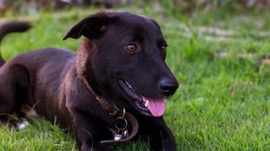 Siyah köpek, en iyi arkadaşım