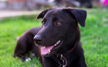 Siyah köpek, en iyi arkadaşım