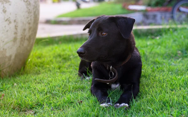Black Dog,best friend — Stock Photo, Image