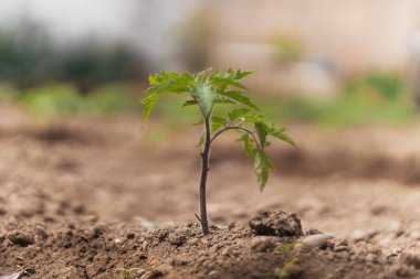 Domates bitkisi, büyüme ve yaşam konseptine yakın çekim. 