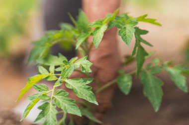 Meyve bahçesinin ortasındaki küçük bitkinin yakın görüntüsü. Seçici odak.