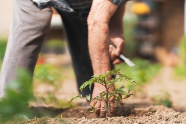 Küçük bitki, büyüme ve yaşam konseptine yakın çekim. Seçici odak.