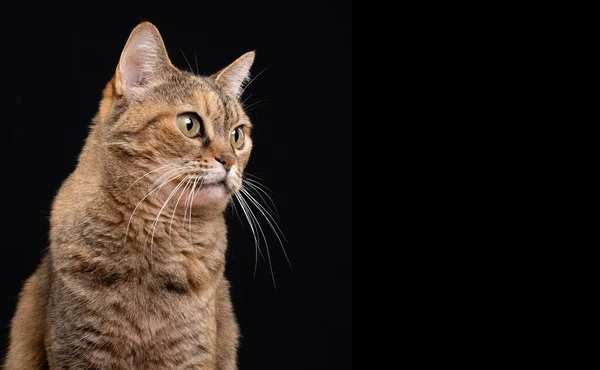 Retrato felino curioso olhando para o lado — Fotografia de Stock