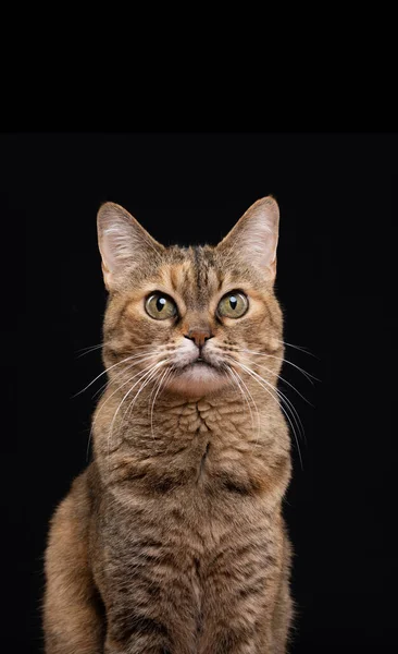 Cute Feline Retrato mirando a la cámara — Foto de Stock