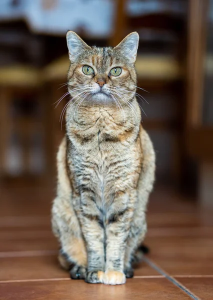 漂亮的猫坐在家里 — 图库照片