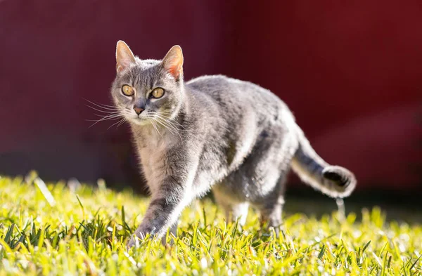 Игра в кошки-мышки в саду — стоковое фото