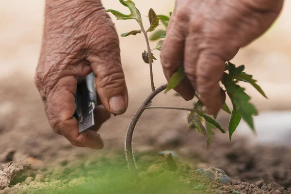 Äldre personer som sköter en tomatanläggning. Selektiv inriktning. — Stockfoto