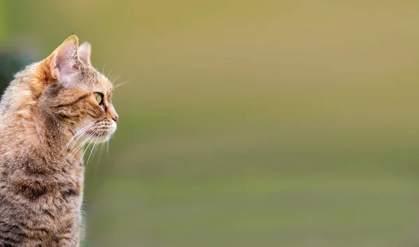 정원에 있는 호기심많은 고양이 — 스톡 사진