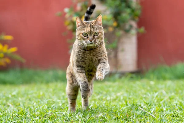 庭で遊ぶ猫 — ストック写真