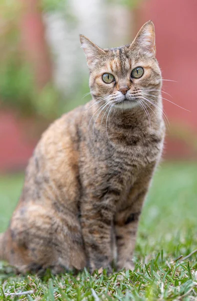 정원에 있는 귀여운 고양이 — 스톡 사진
