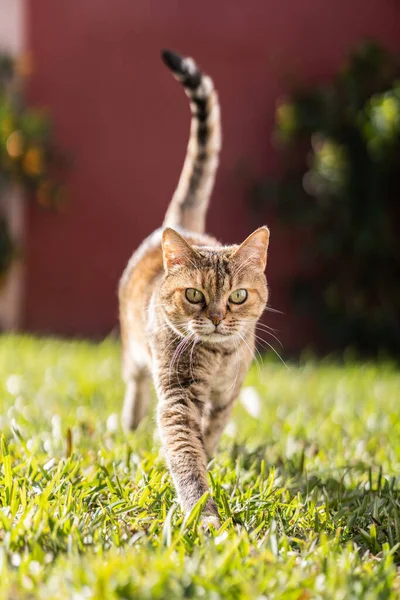 庭の好奇心旺盛な猫 — ストック写真