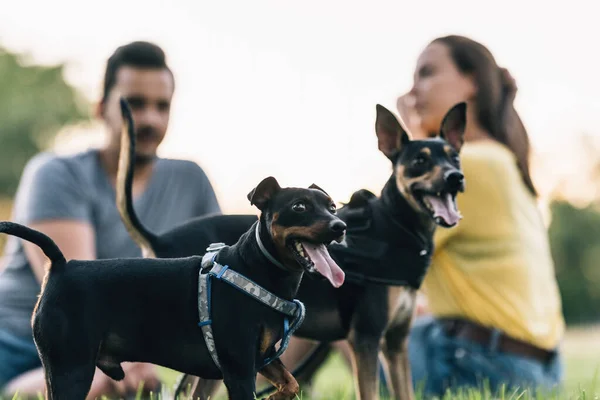 Primo piano di due cuccioli felici con i loro proprietari sullo sfondo fuori fuoco — Foto Stock