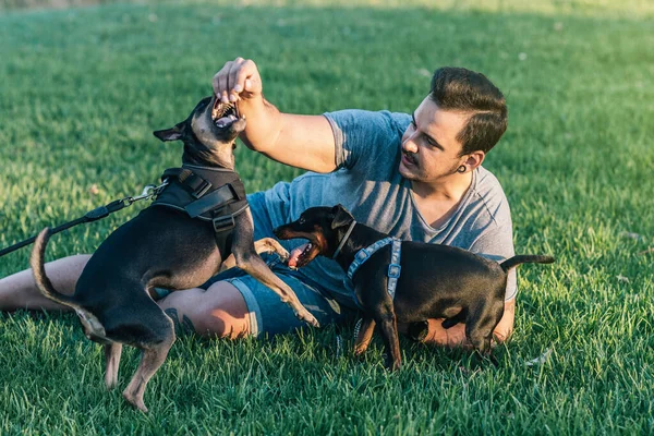 Człowiek leżący na trawie bawiący się dwoma psami w parku — Zdjęcie stockowe