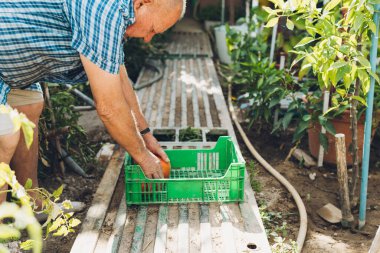 Yaşlı adam taze toplanmış domatesleri plastik bir kutuya koyuyor.