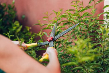 Gece açan yaseminleri çit makasıyla kesen tanınmamış bir kadın.