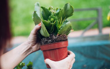 Kadın nakil için saksıdan bitki çıkarıyor.